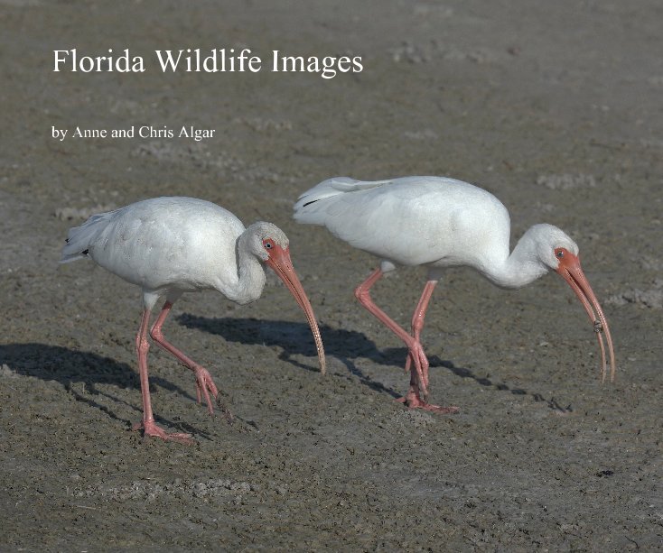 View Florida Wildlife Images by Anne and Chris Algar