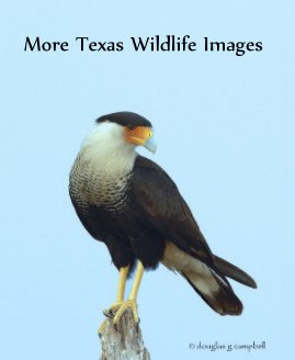 More Texas Wildlife Images book cover