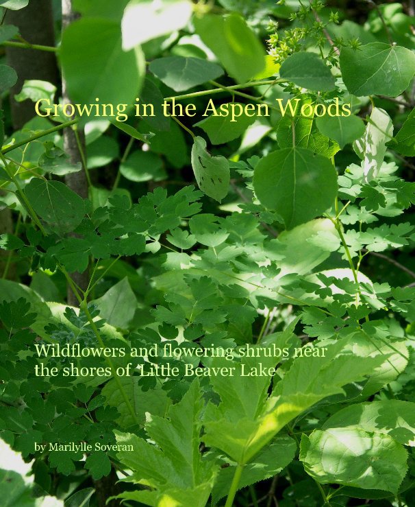 View Growing in the Aspen Woods by Marilylle Soveran
