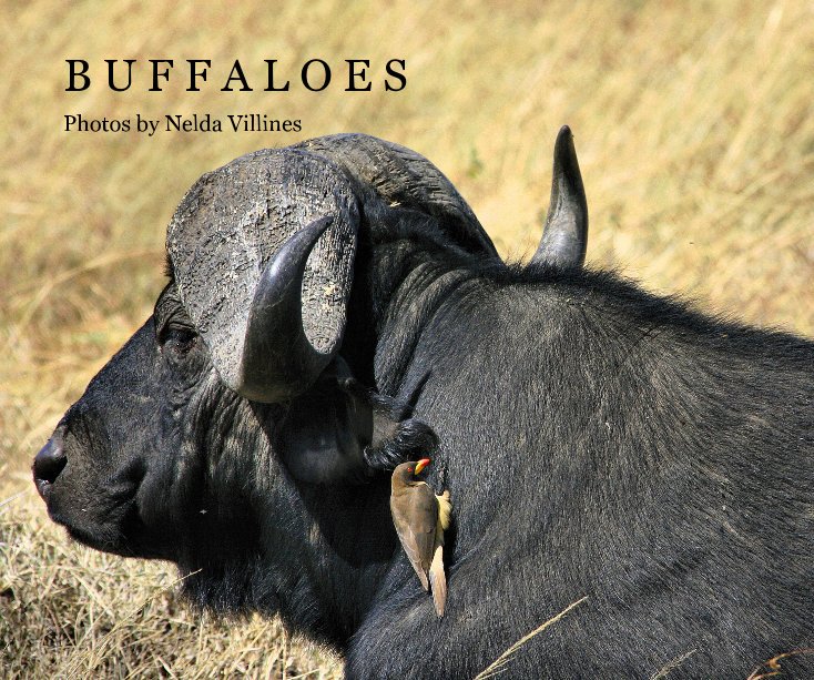View Buffaloes by Nelda Villines