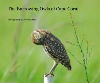 The Burrowing Owls of Cape Coral book cover
