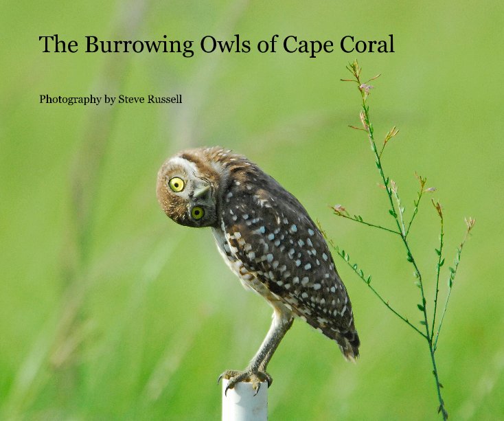 Ver The Burrowing Owls of Cape Coral por Photography by Steve Russell