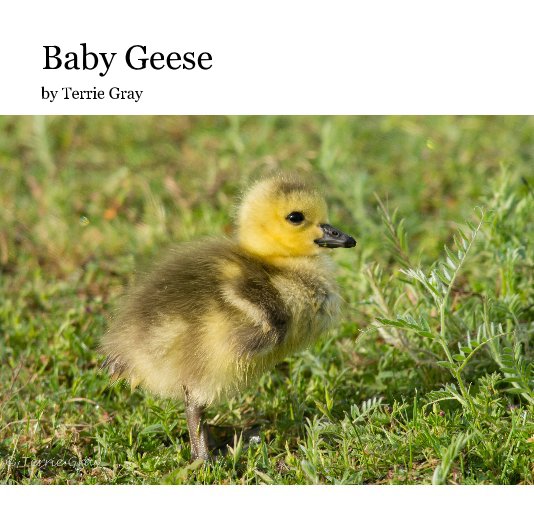 Ver Baby Geese por Terrie Gray