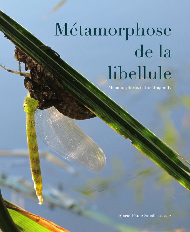 View Métamorphose de la libellule by Marie-Paule Small-Lesage