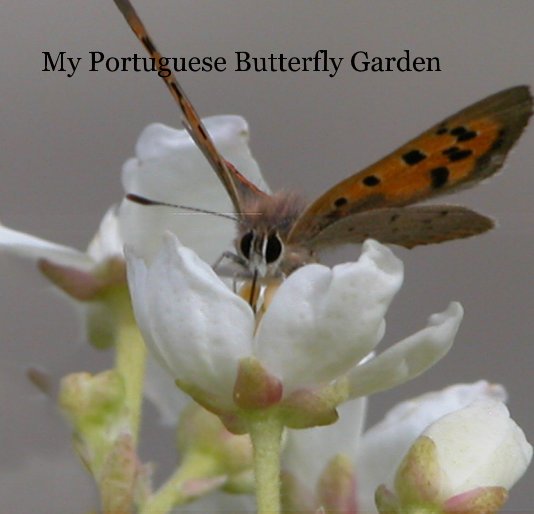 View My Portuguese Butterfly Garden by Photographs By C.A.Potter