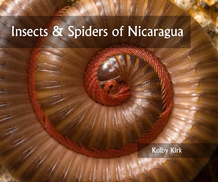 Insects & Spiders of Nicaragua nach Kolby Kirk anzeigen