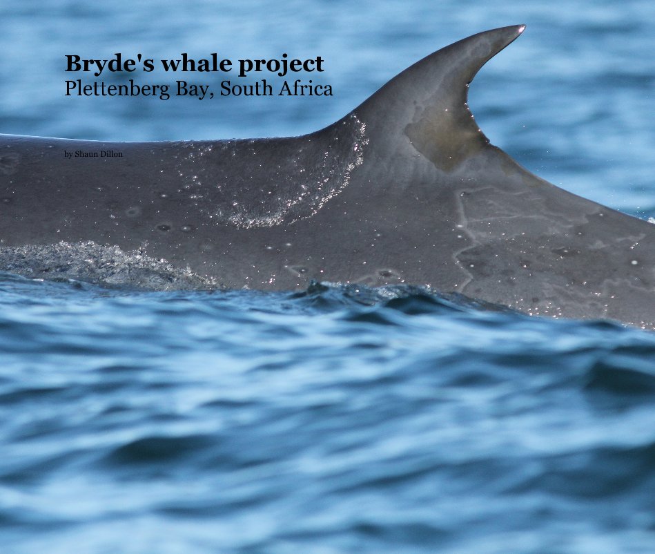 Ver Bryde's whale project Plettenberg Bay, South Africa por Shaun Dillon
