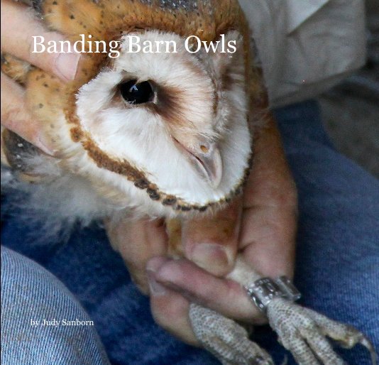 View Banding Barn Owls by Judy Sanborn