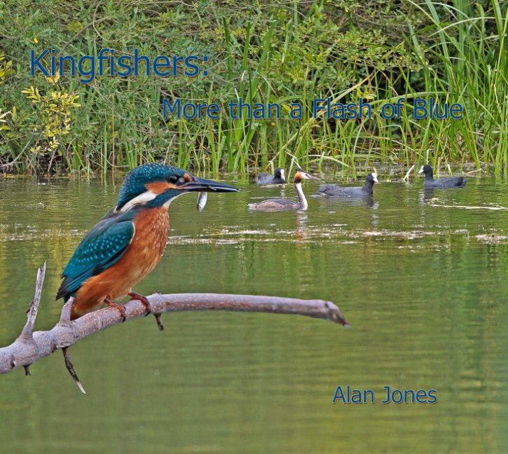 View Kingfishers: More then a Flash of Blue by Alan Jones