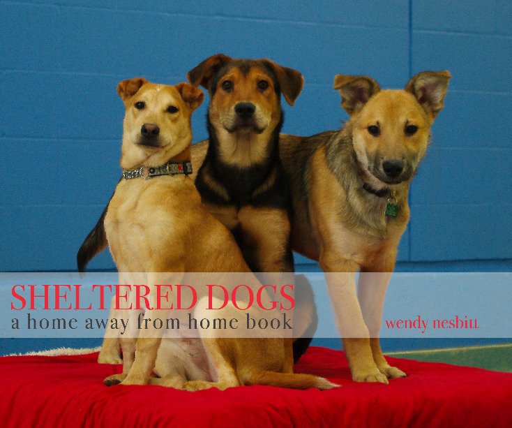 View Sheltered Dogs by wendy nesbitt