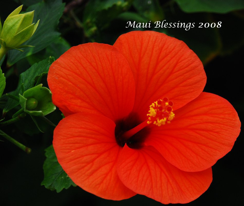 View Maui Blessings 2008 by Nancy A. Hann