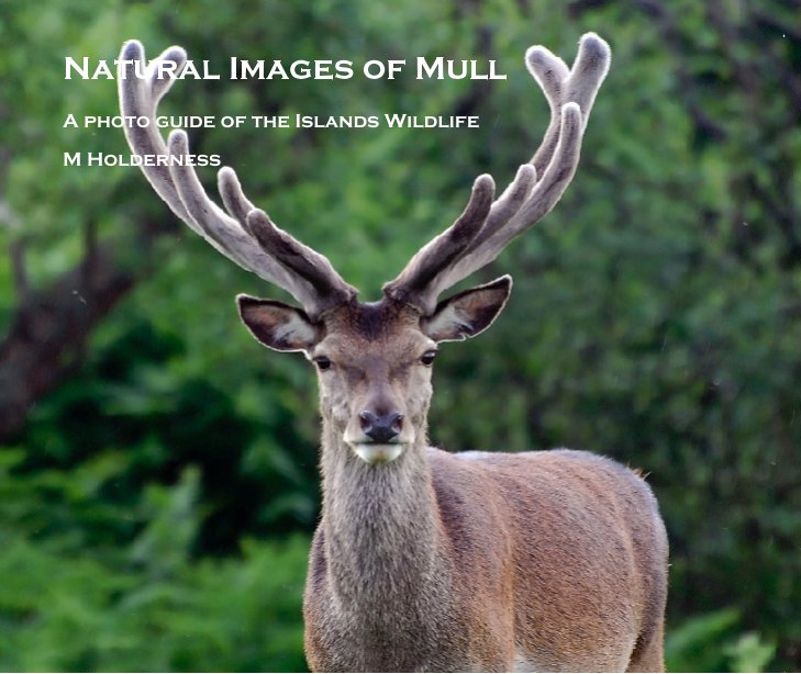 View Natural Images of Mull by M Holderness