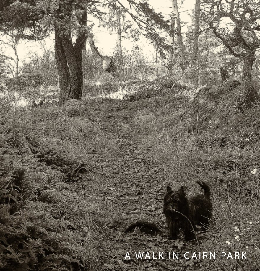View A WALK IN CAIRN PARK by Camilla Fennell