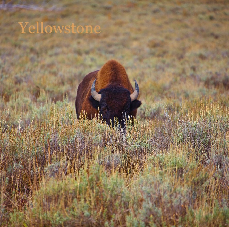 View Yellowstone by Pablo_Diaz