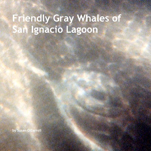 View Friendly Gray Whales of San Ignacio Lagoon by Susan O'Carroll