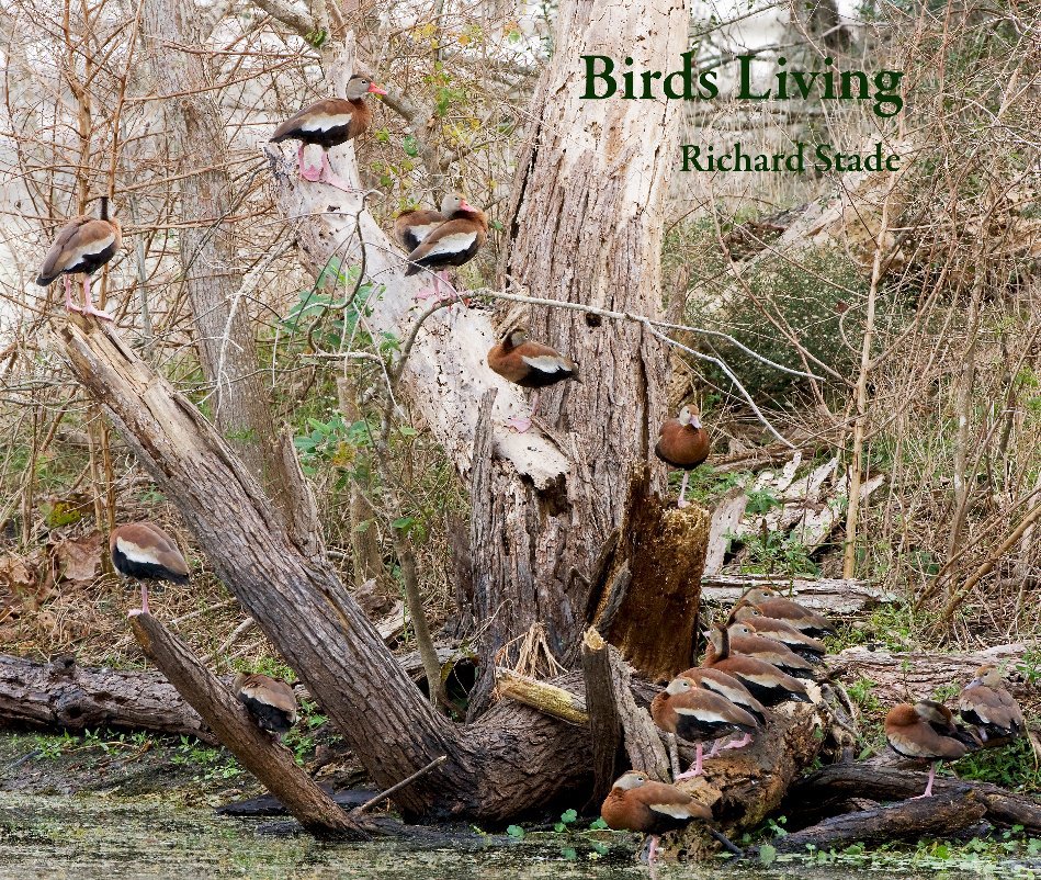 View Birds Living by Richard Stade