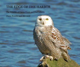 THE EDGE OF THE HARBOR book cover