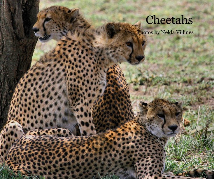 View Cheetahs by Nelda Villines