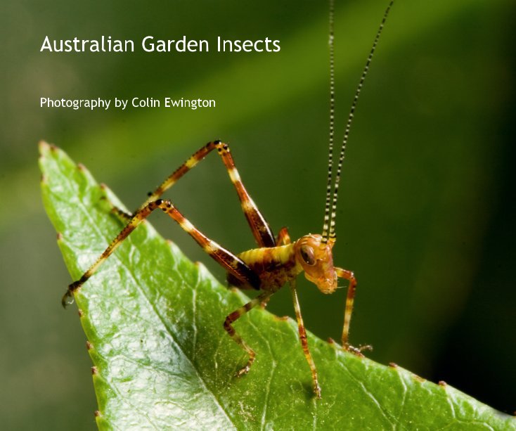 View Australian Garden Insects by Photography by Colin Ewington
