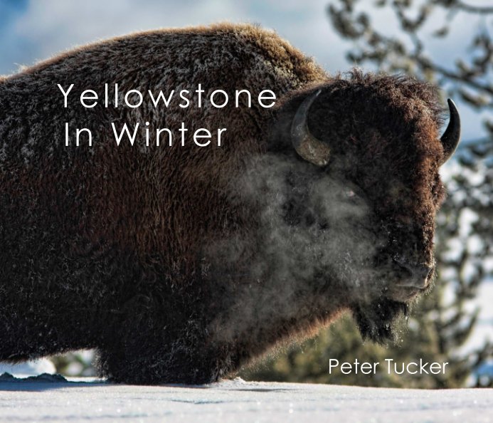 View Yellowstone in Winter by Peter Tucker