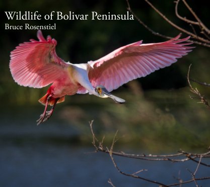 Wildlife of Bolivar Peninsula book cover