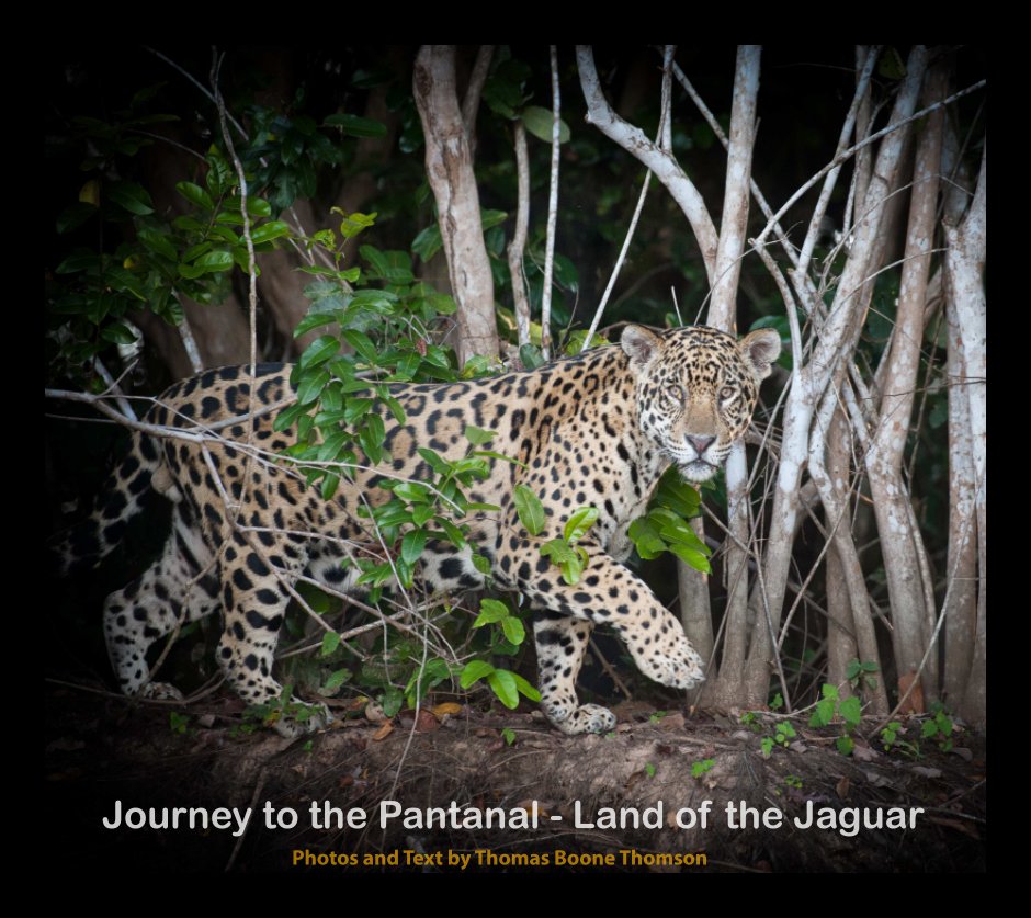 View Journey to the Pantanal - Land of the Jaguar by Tom Thomson Jr.