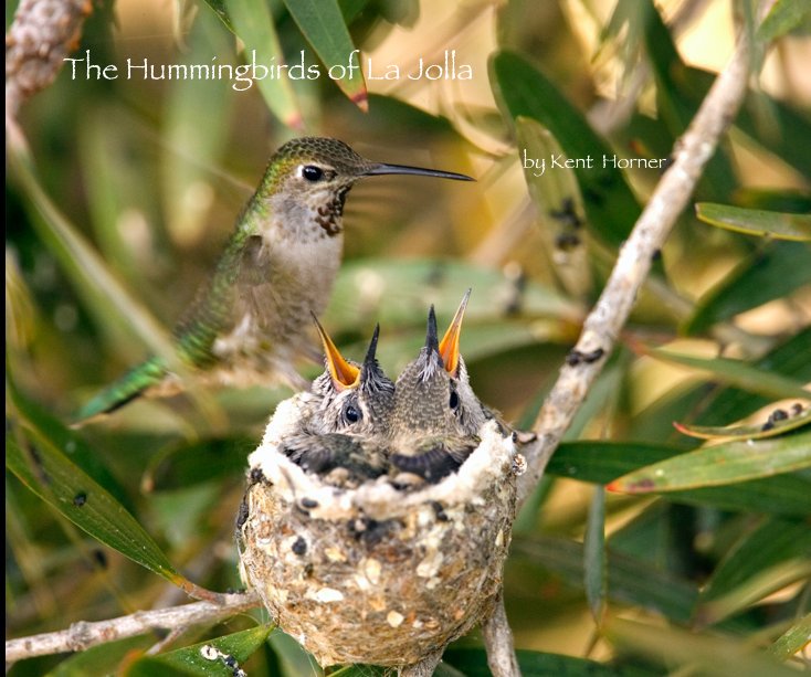 Ver Hummingbirds of La Jolla ~Paperback Draft Edition por Kent Horner