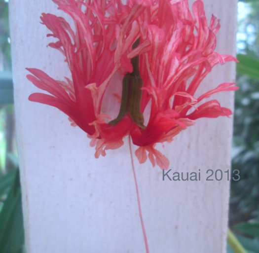 Ver Kauai 2013 por suziwebster