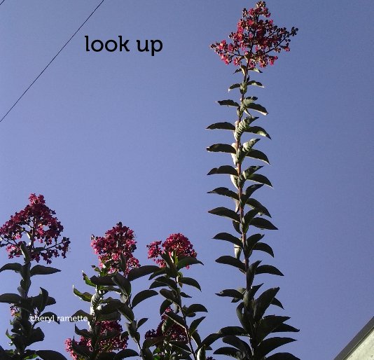 View look up by cheryl ramette