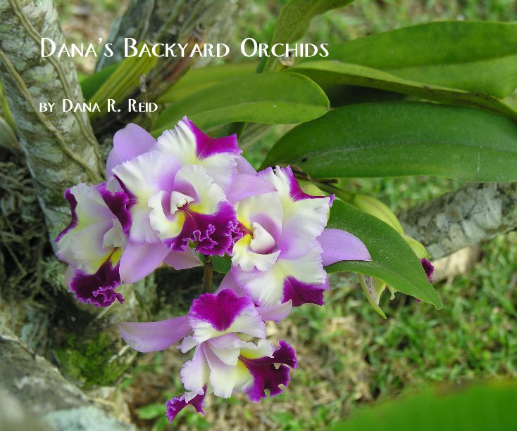 View Dana's Backyard Orchids by Dana R. Reid