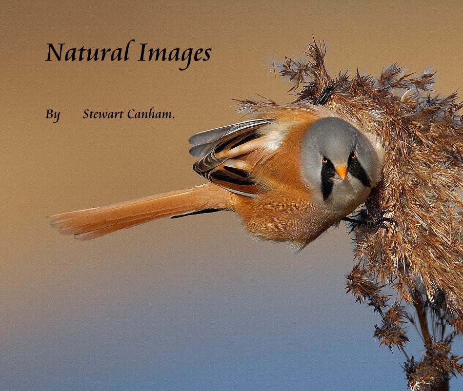View Natural Images by Stewart Canham.