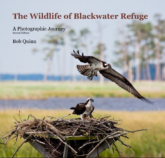 View The Wildlife of Blackwater Refuge by Bob Quinn