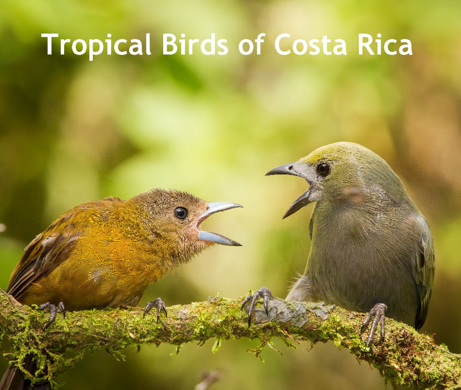 View Tropical Birds of Costa Rica by de Jeffrey Muñoz García