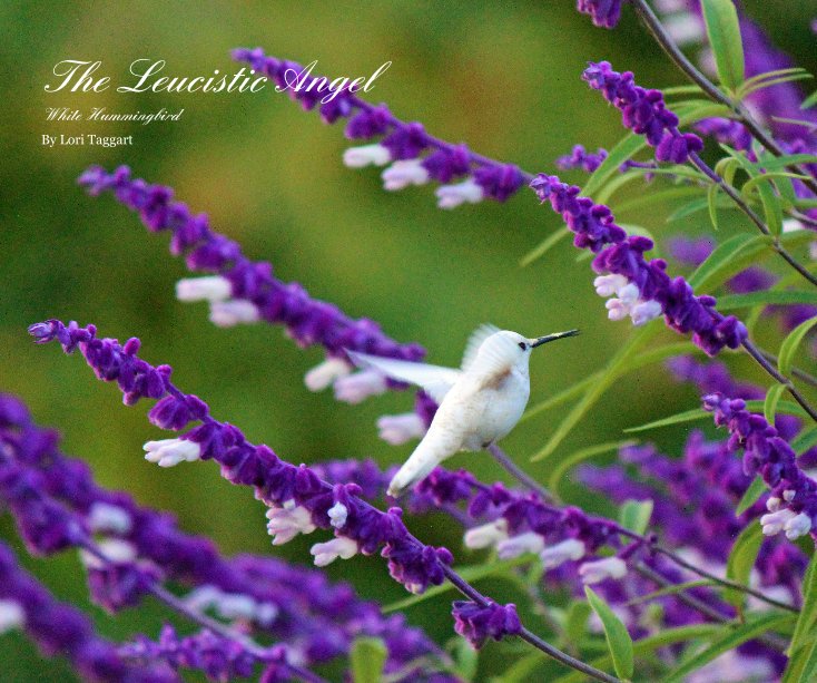 Ver The Leucistic Angel White Hummingbird By Lori Taggart por Lori Taggart