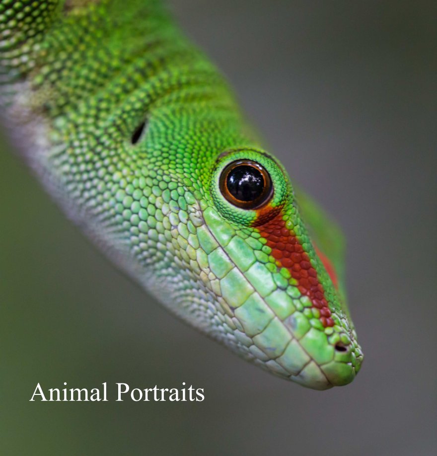 View Animal Portraits by Pascal Halder