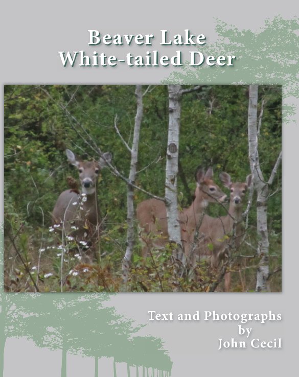 Ver Beaver Lake White-tailed Deer por Text and Photographs by John Cecil