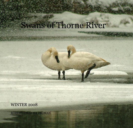 View Swans of Thorne River by ROBERT SPENCER INGMAN