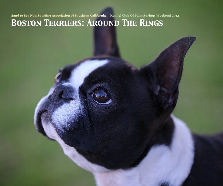 Bekijk Boston Terriers: Around The Rings op Mary Lynn Machado