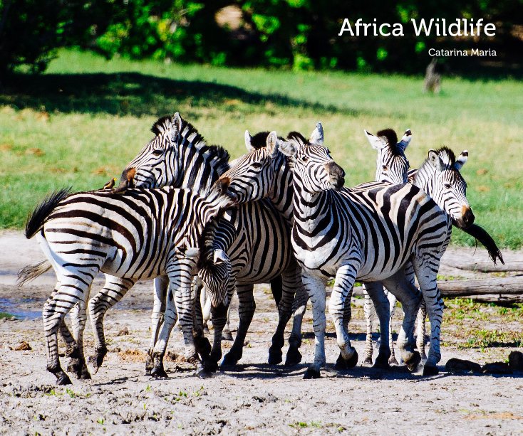 Ver Africa Wildlife por Catarina Maria