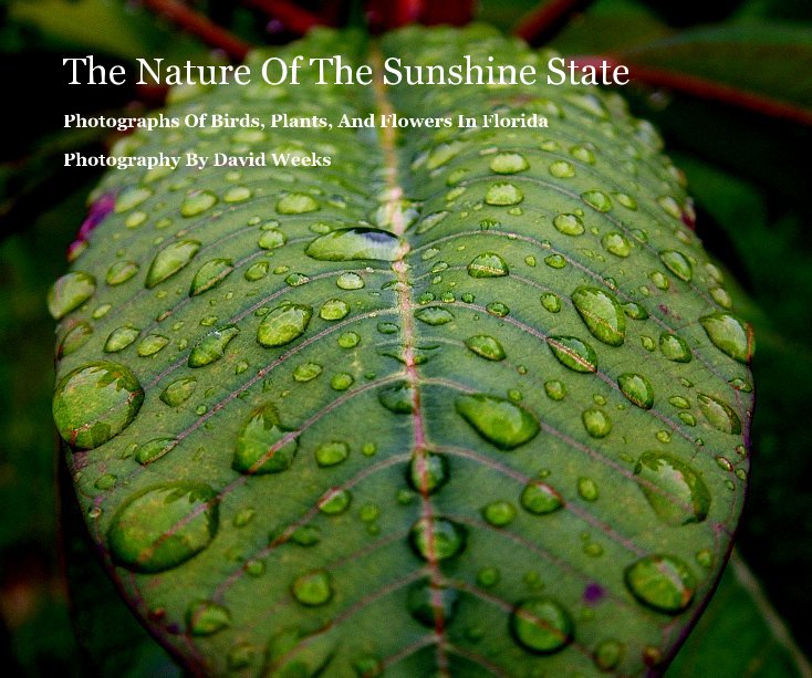 View The Nature Of The Sunshine State by David Weeks