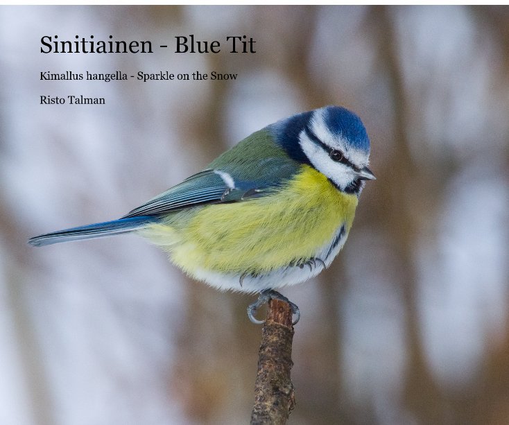 Ver Sinitiainen - Blue Tit por Risto Talman