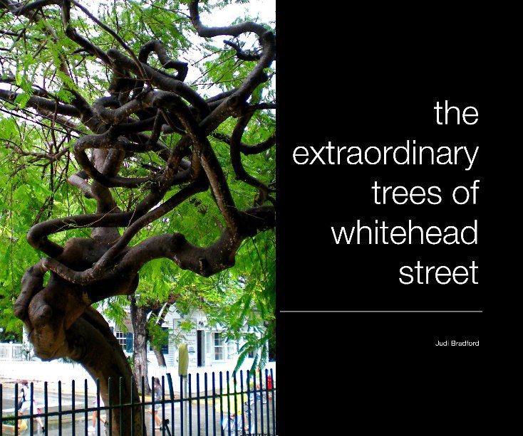 View The Extraordinary Trees of Whitehead Street by Judi Bradford