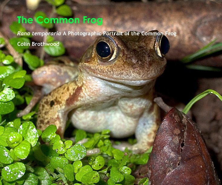 View The Common Frog by Colin Brothwood