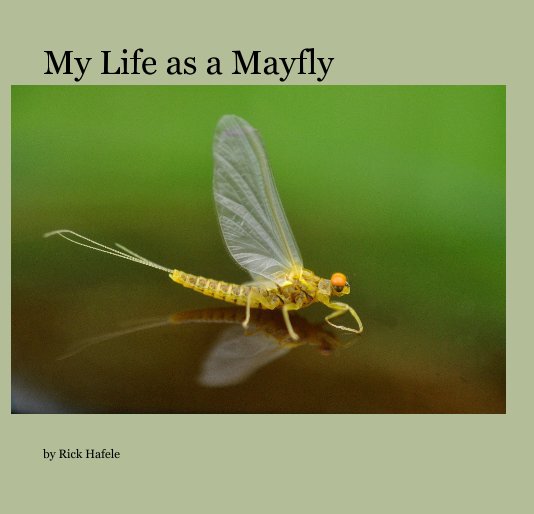 View My Life as a Mayfly by Rick Hafele