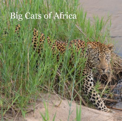 Big Cats of Africa book cover