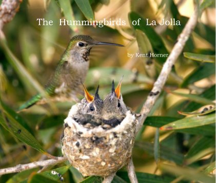 Hummingbirds of La Jolla ~ Big Book Draft book cover