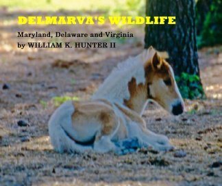 DELMARVA'S WILDLIFE book cover