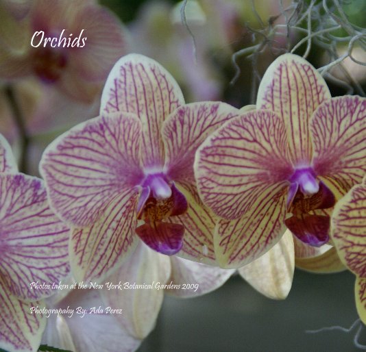Ver Orchids por Photograpahy By: Ada Perez