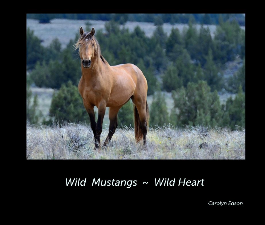 View Wild  Mustangs  ~  Wild Heart by Carolyn Edson
