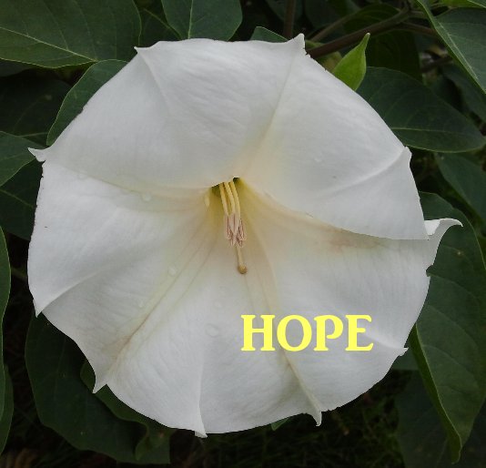 View HOPE by LaCinda Phillips
